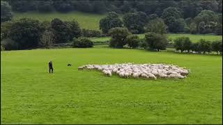 LOT 69  WYVERNE CHIP PT 2  4924 TIMED INTERNET AUCTION OF WORKING SHEEPDOGS [upl. by Ary216]