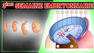 3ème Semaine du Développement Embryonnaire  Embryologie Humaine [upl. by Ahsain]