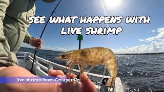 Fishing hack Live shrimp down Reel fish up non stop action baitfishing inshorefishing [upl. by Currie]