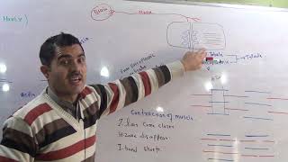 L8 Sliding filament model ultra structure of myofilaments [upl. by Isaak]