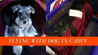 Flying with a Dog In Cabin  Taking my SturdiBag Large onto Southwest Boeing 737 Flight [upl. by Snider620]