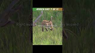 Amazing Serengeti Jungle Safari  Day 7 of African Safari [upl. by Drugge]