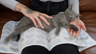 ASMR Kitten Massage Gentle Acupressure Hypnosis Gua Sha 🐱 [upl. by Enelhtac973]