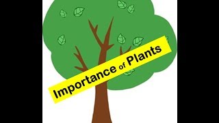 Importance of Plants to humans and animals in everydays life [upl. by Gnet]