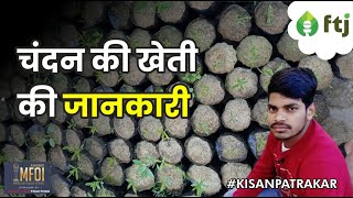 Sandalwood Farming चंदन की नर्सरी तैयार कर कैसे करें खेती  Nitesh Kushwaha [upl. by Anertak221]