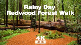 Rainy Day Redwood Forest Walk  Humboldt Redwood Forests Founders Trail [upl. by Mccartan629]