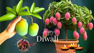 Mango Plant Care And Tips  How To Grow Mango Tree In A Port  HappyDiwali [upl. by Nutter720]