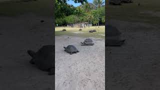 Aldabra Giant Tortoises on Curieuse Island Seychelles [upl. by Uliram]