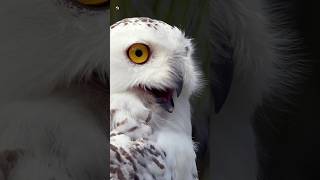 Owl Sounds  Snowy owl [upl. by Yank]