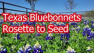 Texas Bluebonnet Lifecycle [upl. by Aziar764]