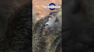 Baboons pick fleas off each other in a grooming ritual in Africa [upl. by Nnylsor]