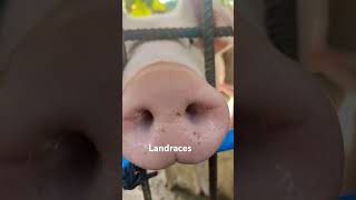 landraces pig [upl. by Winslow]