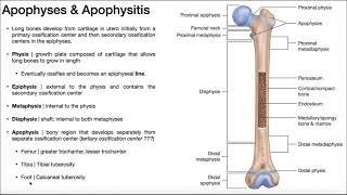 Apophyses of Long Bones OsgoodSchlatter Syndrome amp Sever’s Disease [upl. by Gustavo]