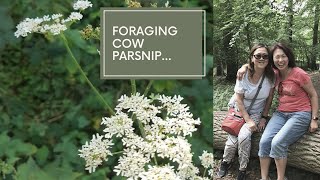 Foraging Cow Parsnip [upl. by Oiramaj]