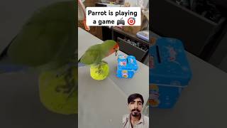 Bird Training  Smart lovebird Parrot  Smart Little Cute Parrot trainingsmartparrot cute parrot [upl. by Phene987]