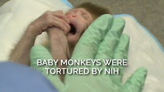 Baby Monkeys Were Tortured by NIH [upl. by Araid246]