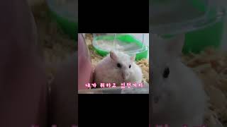 놀란 햄스터 a startled hamster [upl. by Puklich]