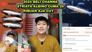 2024 Beli channa striata albino mata merahh di warunk channa‼️ [upl. by Ajin]