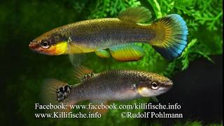 Rivulus cylindraceus [upl. by Longwood]