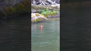 MASSIVE Salmon hiding in LOGJAM bobberdown floatfishing salmomfishing floatdrop [upl. by Harihat]