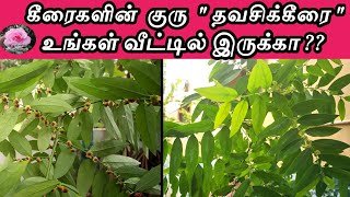 thavasi keerai benefits in tamil multivitamin தவசிக்கீரை [upl. by Guilbert]