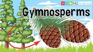 Gymnosperms [upl. by Nomma]