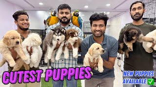 SHOW QUALITY PUPPIES SPECIAL 🐕‍🦺 BEST PRICE CHEAPEST PET SHOP  PURE BREED DOGS IN HYD [upl. by Cohberg]