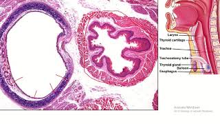 Tracheal Histology in Focus [upl. by Amehsat]