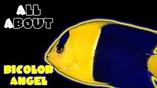 All About The BiColor Angelfish [upl. by Ahseyt]