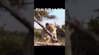 explore film france filmcomplet leroilion movie [upl. by Vasili724]