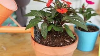 How to Keep Impatiens Alive Indoors Through the Winter  Indoor Planting [upl. by Delphine]