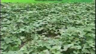 Organic High Residue ReducedTill Sweet Potato Production Weed Em and Reap [upl. by Ruiz]