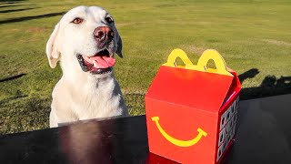 LABRADOR HAS FIRST MCDONALDS HAPPY MEAL [upl. by Soalokcin660]