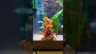 Clownfish video fish reels betta youtube shorts share like trending youtuber [upl. by Eisler]