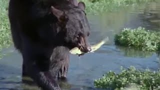 Fishing with Otters and Baby Bears  Big Sky Bears  BBC Earth [upl. by Levesque151]