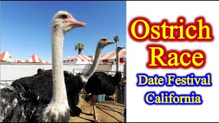 Funny Ostrich Race in Date Festival California [upl. by Aihsirt37]