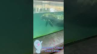 Juva Kids at a Manatee Care Center ❤️ kidsvideos manatees animalconservation [upl. by Laehpar]