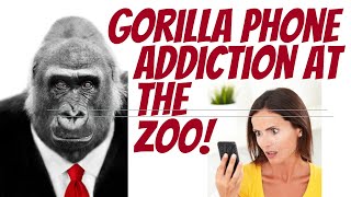 Zoo visitors showing Gorillas their tik tok videos [upl. by Eitsyrhc]