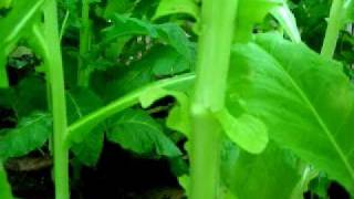 How to cut harvesting tobacco leaves [upl. by Ardie]