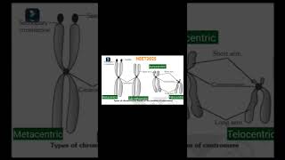 Metacentric  SubMetacentric  Acrocentric  Telocentric  Centromere [upl. by Wardle605]