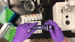 Enzyme Activity Assay for Polyphenol Oxidase PPO [upl. by Anelrahs]