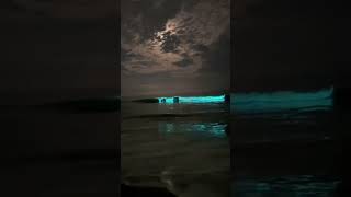 bioluminescence chennai beach miraculous naturelovers neelankarai amazing [upl. by Melonie]