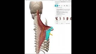 Scapular ADduction Retraction [upl. by Golub]