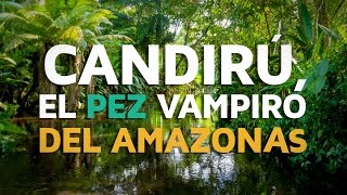 Candirú el pez VAMPIRO del Amazonas [upl. by Chancelor]