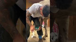 swolfendenfarriers farrier work equine satisfying fyp [upl. by Lashonde86]