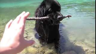 Newfoundland Dog Swimming in Spring Lake British Columbia Canada [upl. by Delphinia342]