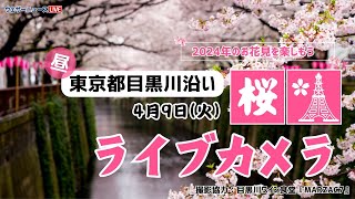 🌸桜ライブカメラ🌸東京目黒川沿い 2024年4月9日火 [upl. by Rayford201]