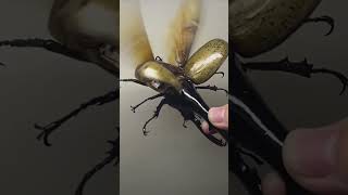 This is a Hercules Beetle [upl. by Lotsirb459]