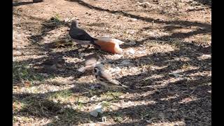 Birds eating Green Wood Hoopoe Wattled Starling Cape Sparrow Karoo Thrush Weavers [upl. by Moriah941]