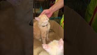 7 Turkish angora cats [upl. by Yramanna]